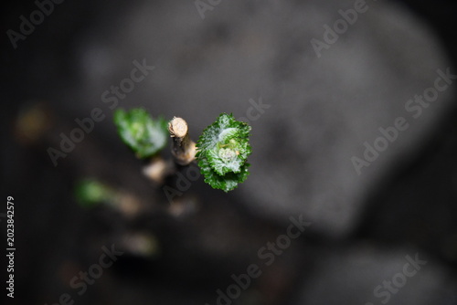 Photos Young grape plants grow in neat rows on a farm