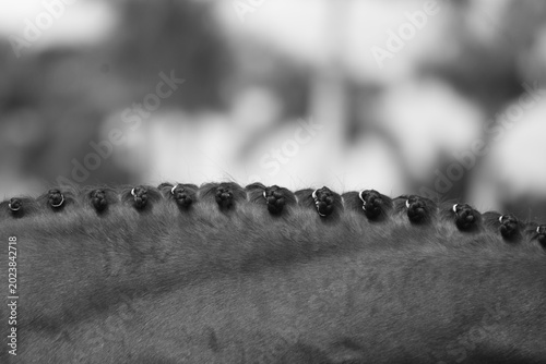 Black and white photo of horse braids 