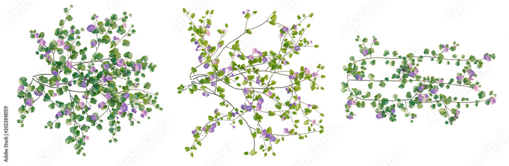 Fototapeta premium Ipomoea pes Caprae tree plan, top view, cutout, transparent background, isolate, Delicate vine with tiny leaves, detailed botanical illustration for garden and floral design elements.