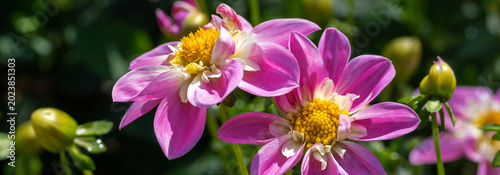 Pink dahlias blooming in botanical garden. Buds and in full bloom on a bush. ...