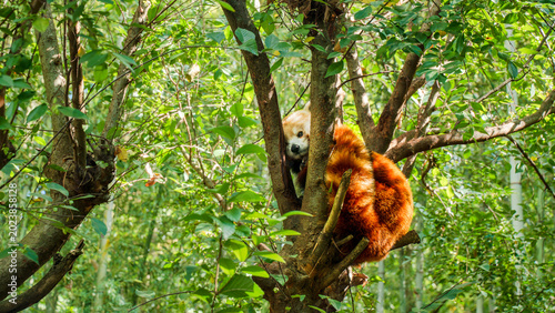 Schilderij op canvas Red panda, listed in red list, or endangered species