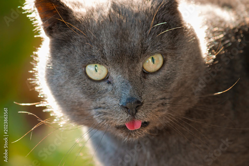 Funny close-up portrait of gray cat sticking tongue out, expressive domestic feline with yellow eyes in sunlight