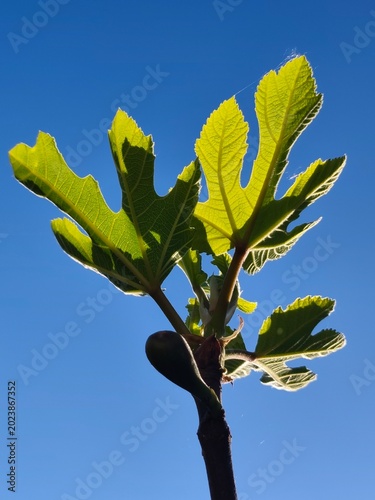 fig in teh sky