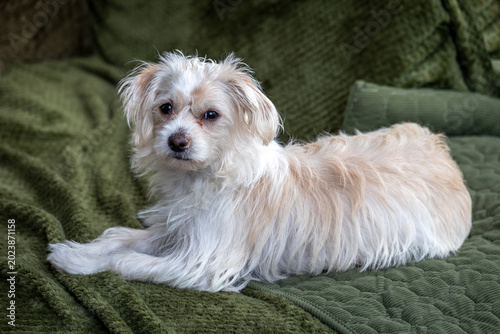 white dog on green background