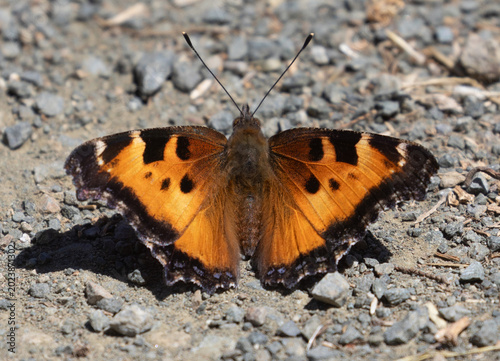 Obraz na plátně California tortoiseshell butterfly sunbathing on a gravel trail