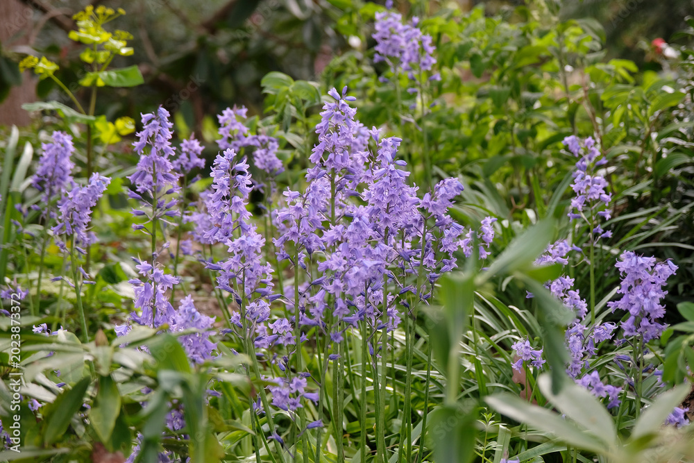 Obraz premium Purple Spanish bluebells in flower.