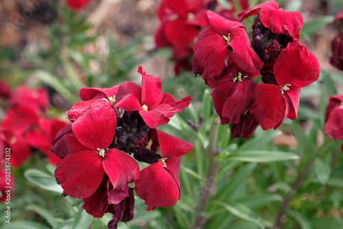 Foto Erysimum cheiri ‘Blood Red’ wallflower, in bloom