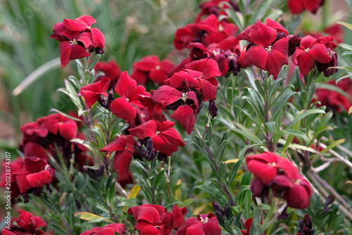 Foto Erysimum cheiri ‘Blood Red’ wallflower, in bloom