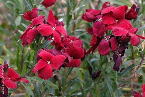 Photos Erysimum cheiri ‘Blood Red’ wallflower, in bloom