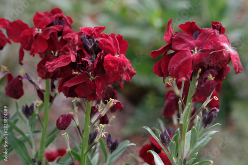Tableau sur toile Erysimum cheiri ‘Blood Red’ wallflower, in bloom