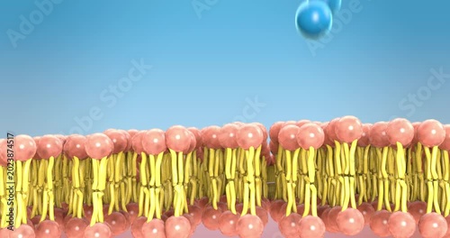 Large molecules are often too big to pass directly through the lipid bilayer of the cell membrane, so they require transport proteins or endocytosis to enter the cell.