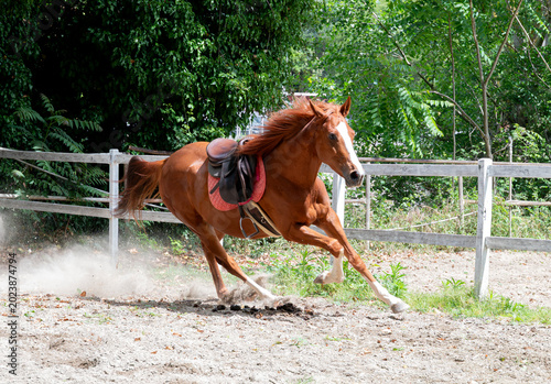 Chestnut Horse Galopping
