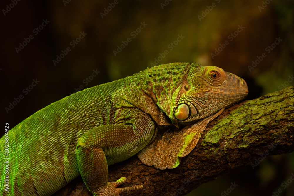 Fototapeta premium Leguan
