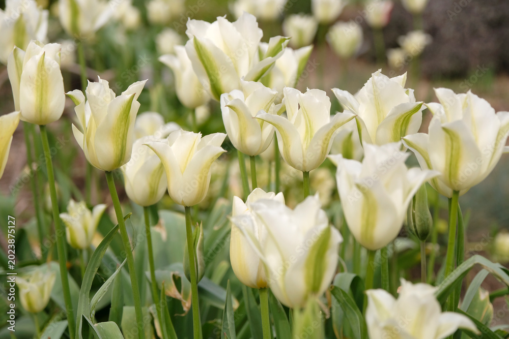 Obraz premium Green and white tulipa, tulip ‘green power’ in flower.