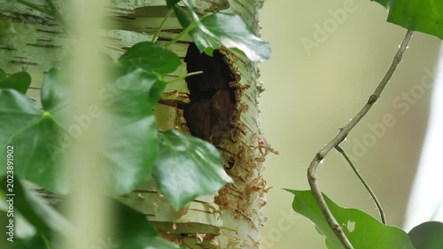Great spotted woodpecker feeding chicks at the nest hole (Dendrocopos major). Bird feeding chicks with insects.	