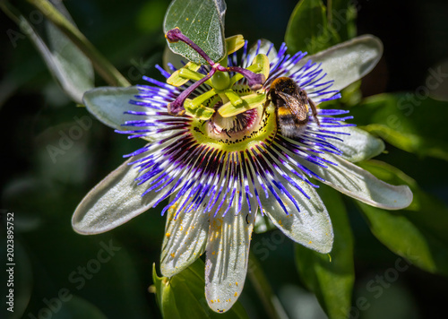 Bumblebee pollinating a blue passionflower (Passiflora caerulea), close-up, wildlife and nature