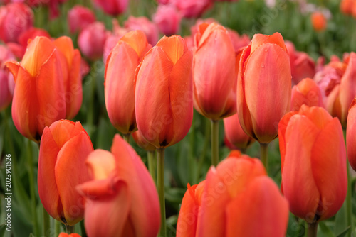 Orange Tulip, tulipa ‘Orange Balloon’ in flower.
