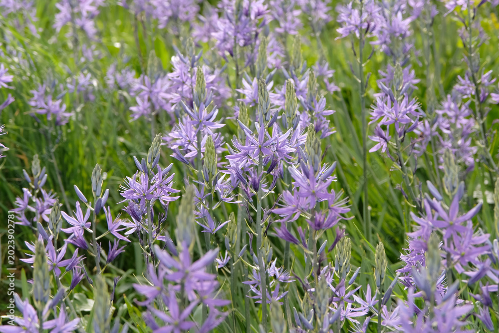 Fototapeta premium Purple spires of Camassia, also known as quamash, in flower.