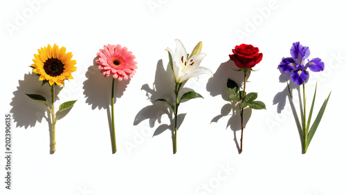 Flowers With Hard Shadows On White Background