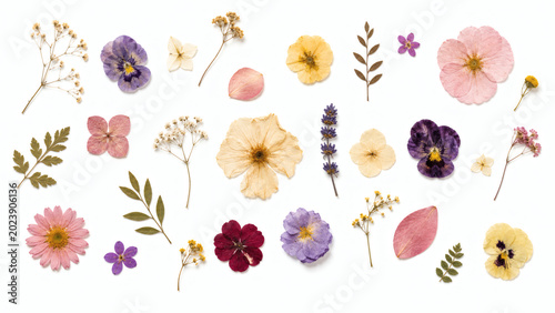 Scattered Pressed Flowers And Leaves On White