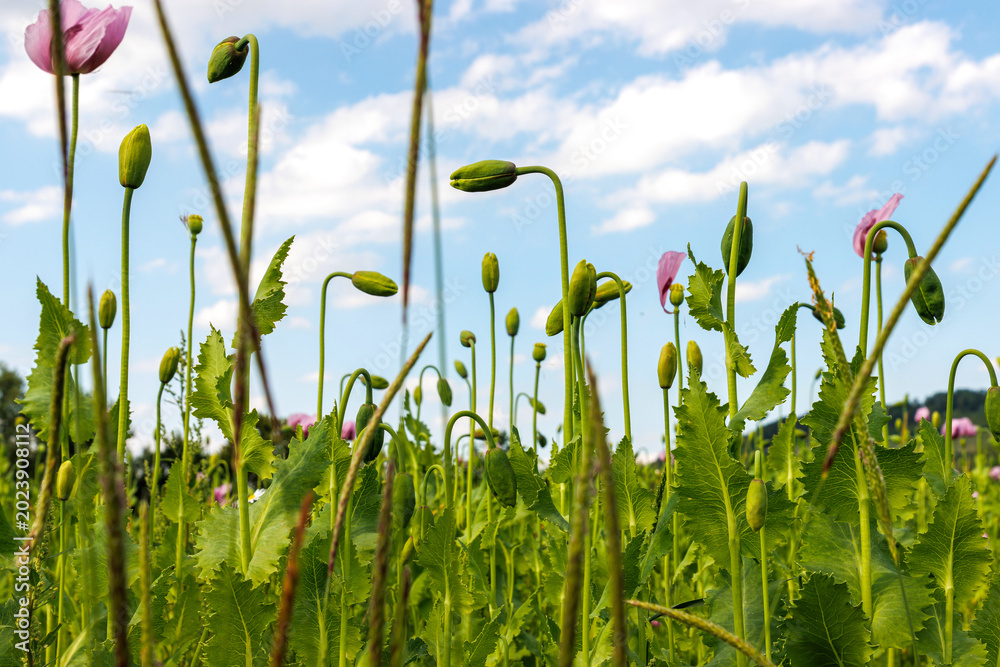 Obraz premium Low angle view of pink poppy flowers and green buds growing in a field under a bright blue sky. Airy summer wildflower landscape with copy space.