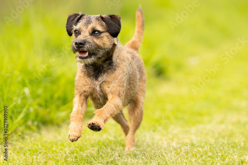 Tableau sur toile Border Terrier