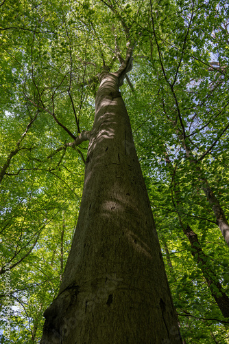 Photos Looking up into the canopy of a beech tree showing the trunk and fresh green leaves