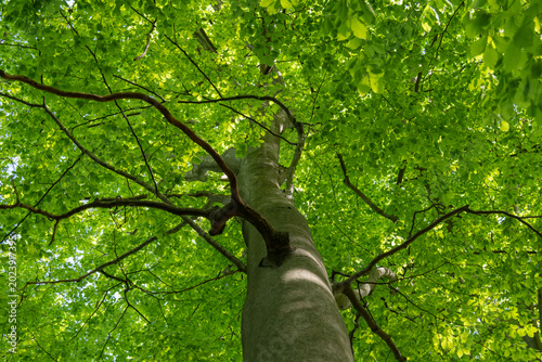 Looking up into the canopy of a beech tree showing the trunk and fresh green leaves.