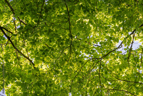 фотографія Looking up into the canopy of a beech tree with fresh green leaves