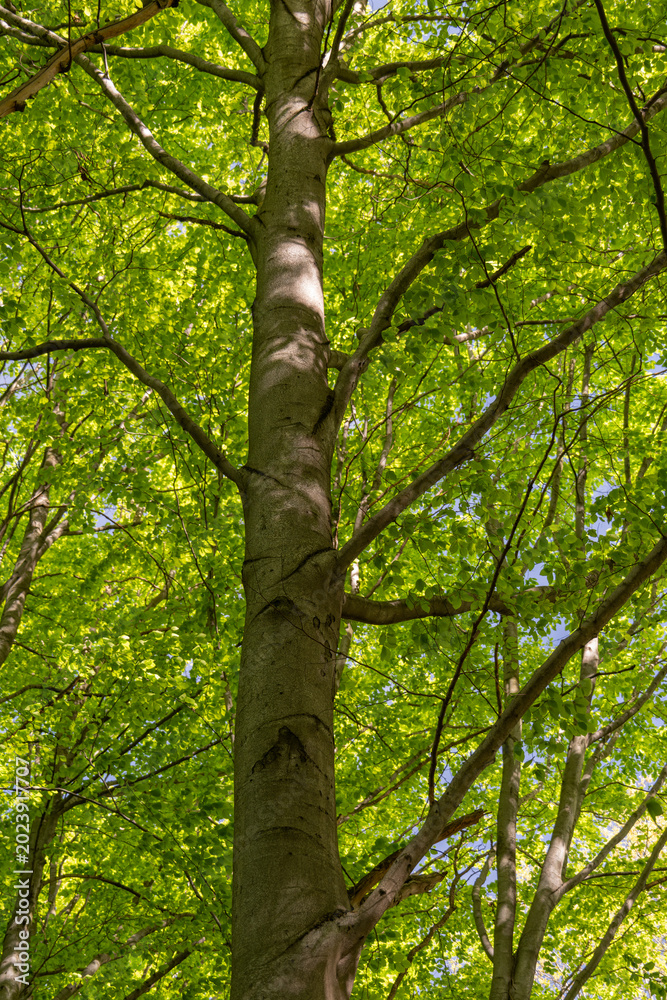 Fototapeta premium Looking up into the canopy of a beech tree showing the trunk and fresh green leaves.