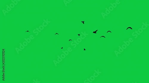 3 Crow Birds Flock Circle Flying Black Silhouette Loop - Sky Cinematic Overlay VFX Pack Green Screen