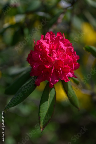 Photos Red rhododendron flower with green leaves.