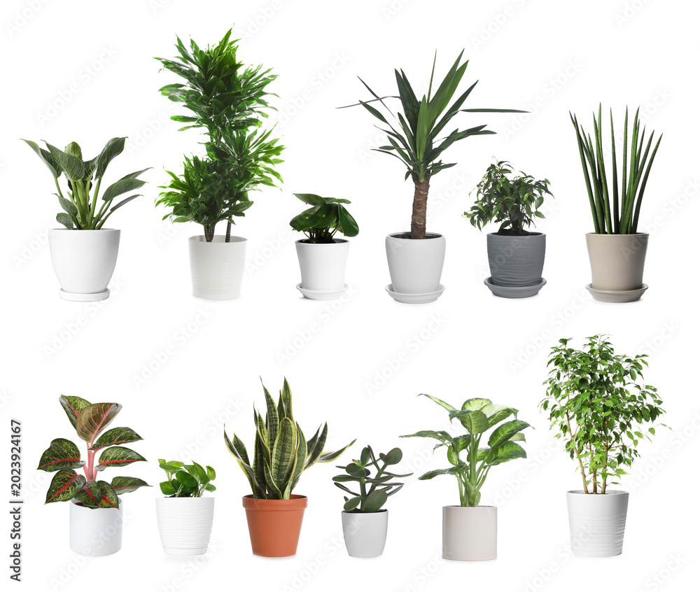 Fototapeta premium Different house plants in pots isolated on white, set