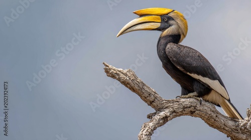 Great hornbill perched on bare branch against gray sky, photorealistic digital art