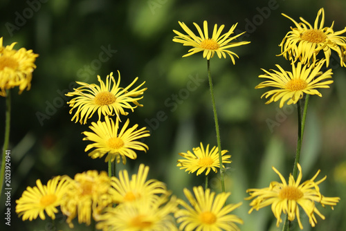 Fotografia Abundant group of bright yellow leopard's bane (Doronicum orientale) daisy-like