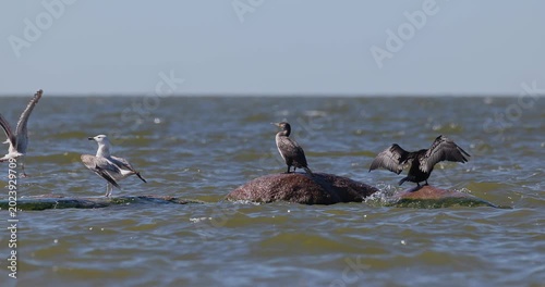 Great cormorants and herring gulls drying wings and preening on rocks in Curonian Lagoon slow motion