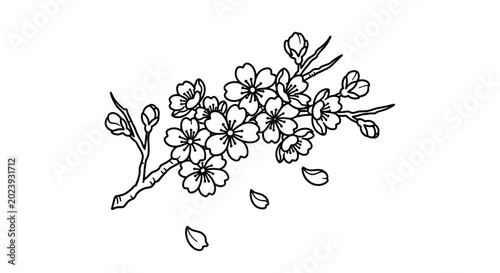 Elegant black and white line art drawing of a cherry blossom branch with blooming flowers and falling petals, spring illustration