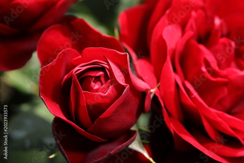 初夏の薔薇