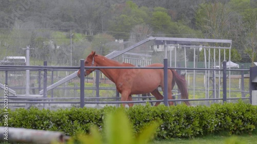 Racehorses Training Inside Automatic Horse Walker Facility Horizontal Shot