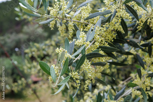 Fényképezés Olive tree branches blooming in spring light