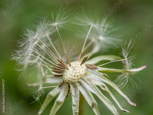 Φωτογραφία Detail of dandelion seeds with fluff.