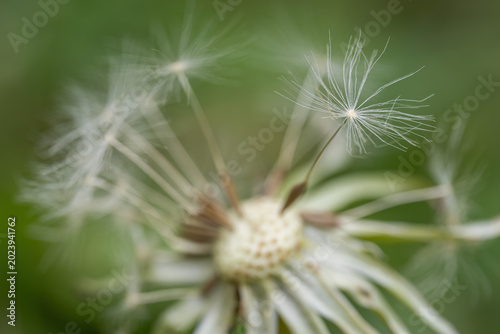Foto Detail of dandelion seeds with fluff.