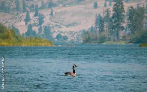 Canadian Goose Swimming In A Serene Lake With Mountainous Forest Background Wildlife Nature And Tranquility