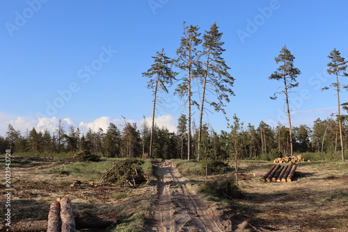 Foto Forest road with cut trees and logging area under blue sky