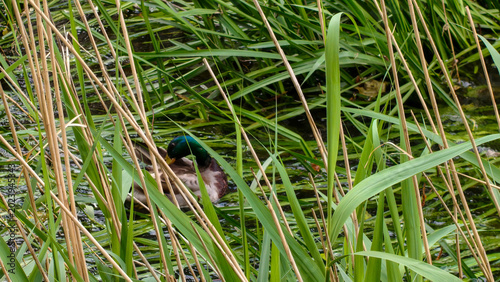 Fényképezés Un ánade real o pato cuello verde se esconde y descansa entre la densa vegetación de cañas y juncos verdes en la orilla de un río o estanque natural