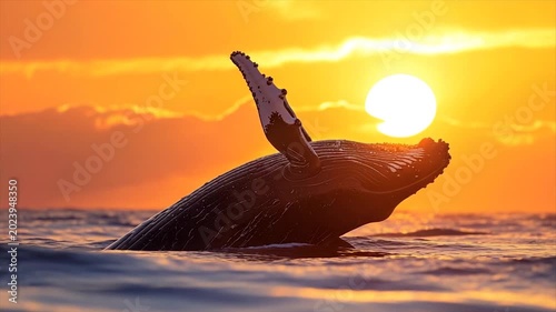 A breaching whale, fin to the sun, silhouetted against a fiery orange sunset