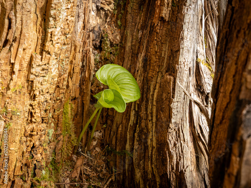 Skunk cabbage leaf on log