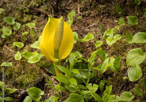 Skunk cabbage in the forest