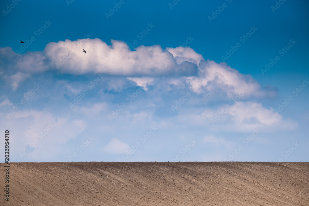 Fototapeta premium Birds flying under cloudy blue sky over field