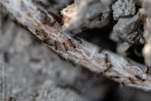 Φωτογραφία Ants collaborating on root underground with soil debris